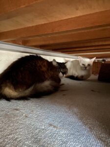 ペットシッター　箕面市　猫ちゃん　リュックちゃんとフッチーちゃん