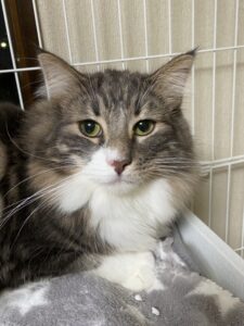 ペットホテル　ノルウェージャンフォレストキャット　シルバくん　スコティッシュフォールド　マカロニちゃん