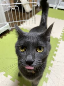 ペットホテル　猫の乙ちゃん