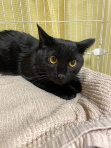 ペットホテル　黒猫　ひめちゃん