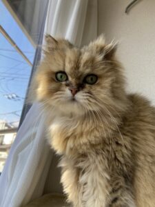 ペットシッター　箕面市　チンチラ　みかんちゃんと雷斗くん