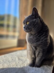 綾町のみゃこぶちゃん達のお世話レポート😺