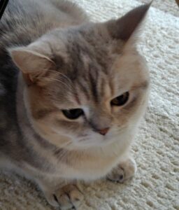 「尼崎市」うるちゃん、とらくん(*^^*)