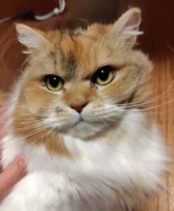 「尼崎市」アネクちゃん( ･`ω･´)