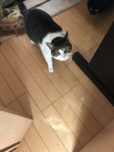 ペットシッター　箕面市　猫ちゃんたち