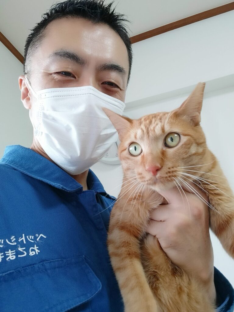 渋谷区 お得意様  お腹スリスリ大好きな茶トラくん  お世話レポート🐈