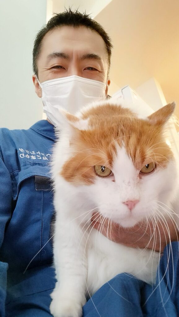 中野区 お得意様 大きなおおきな茶白くん お世話レポート🐈