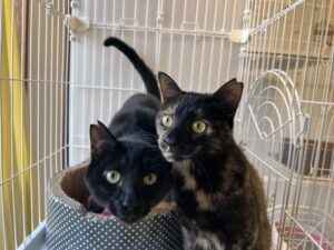 ペットホテル　猫のくーくんとちーちゃん