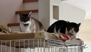 ペットシッター　吹田市　猫のいねくんとむぎちゃん