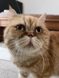 ペットシッター　箕面市　エキゾチックショートヘア　ふくちゃん