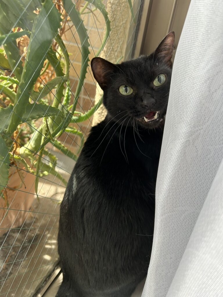 🐈‍⬛黒猫のあんこちゃん🐈‍⬛💕