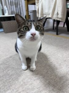 ペットシッター　箕面市　猫のプシュケちゃん