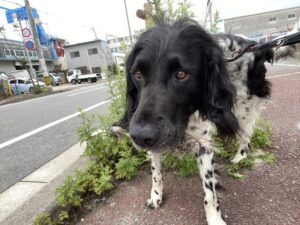 お散歩代行　伊丹市　ミュンスターレンダー　MATTくん