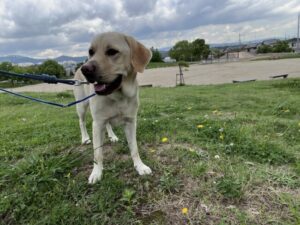 散歩代行　箕面市　ラブラドールレトリーバー　メリちゃん
