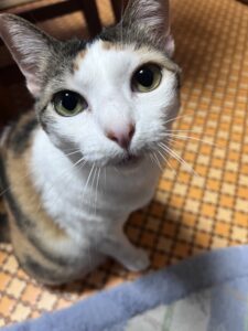 ペットシッター　箕面市　猫のウィズちゃん　パイちゃん　ソイくん