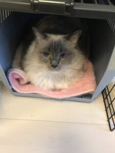 ペットシッター　吹田市　猫　茶茶ちゃんとギガくん