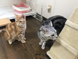 ペットホテル　アメショー　猫ちゃん