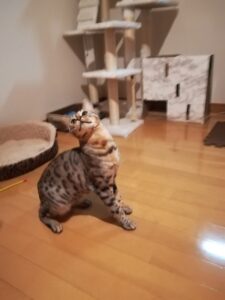 ベンガル猫のこむぎ君ー久喜市で過去のお世話記録