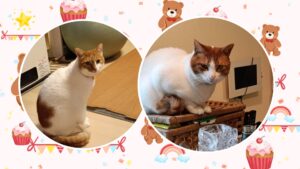 横須賀市の双子の猫ちゃんリピート🩷