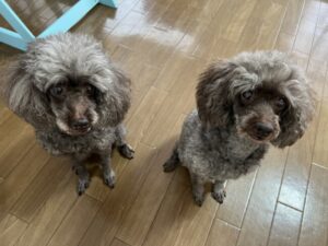 ペットシッター　箕面市　トイプードル　クロエちゃんとエマちゃん