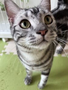 ペットホテル　アメリカンショートヘアのみろくくん