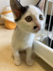 ペットホテル　猫　きみまろくん