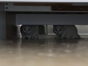 ペットシッター　箕面市　猫　たかしくん　はなちゃん　まるちゃん