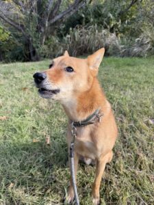 お散歩代行　吹田市　犬のダリくん