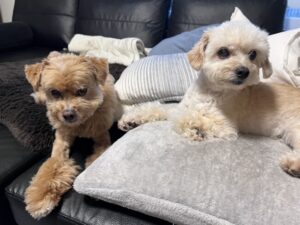 ペットシッター　箕面市　チワプー　チャンクちゃんとスコーンちゃん