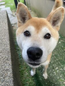 ペットシッター　箕面市　柴犬　慧くん
