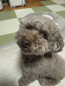ペットシッター　箕面市　トイプードル　ユリちゃん