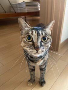 ペットシッター　箕面市　猫ちゃん　はるちゃん