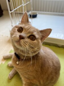 ペットホテル　スコティッシュフォールド　きなこちゃん