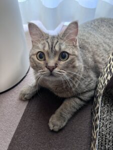 ペットシッター　吹田市　ミヌエットの虎太郎くんとスコティッシュフォールドの花ちゃん