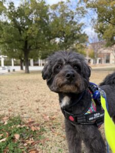 お散歩代行　箕面市　ポメプー　あまみくん