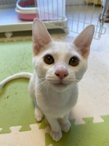 ペットホテル　猫ちゃん　米ちゃんと麦ちゃん