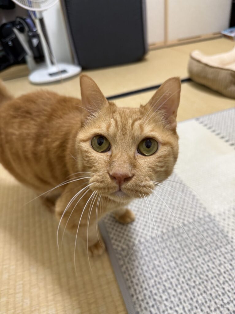 ペットシッター　池田市　茶トラのくりくん