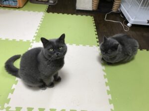 ペットホテル　ブリティッシュショートヘア　ウィーちゃんとダフィーくん
