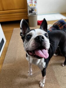 ペットシッター　箕面市　ボストンテリア　ベニちゃん