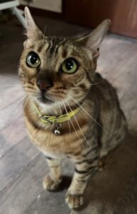 ペットシッター　箕面市　ベンガル　キーちゃん