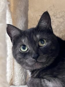 ペットシッター　箕面市　猫のみっとんくん