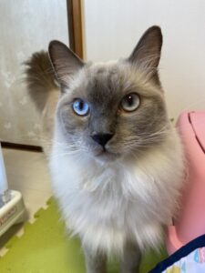 ペットホテル　ラグドールのキキアくんとソマリのすずちゃん