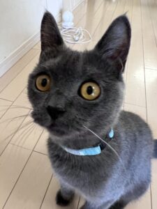 ペットシッター　吹田市　シャルトリュー　オルタンシアちゃん