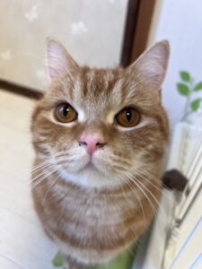 ペットホテル　マンチカン　レオくん