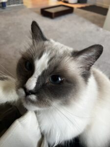 ペットシッター　箕面市　ラグドール　こたつくん