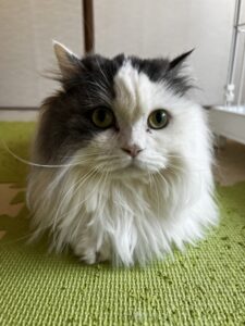 ペットホテル　ミヌエット　メルちゃん