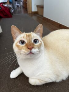 ペットシッター　箕面市　猫のブランくん
