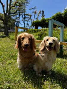 ペットシッター　箕面市　ミニチュアダックスフンドの大福くんとロイくん