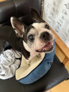 ペットシッター　ボストンテリア　ベニちゃん