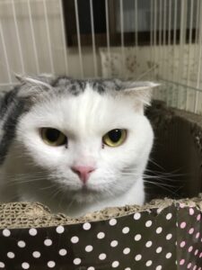 ペットホテル　スコティッシュフォールド　キキくん